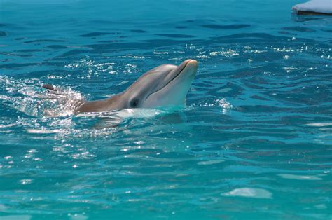 Winter The Dolphin From The Movie A Dolphin Tale Based Out Of