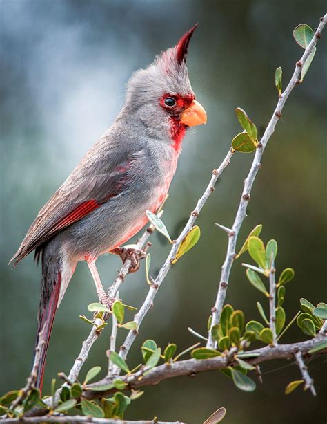 Pyrrhuloxia Colorful Birds Pet Birds Beautiful Birds