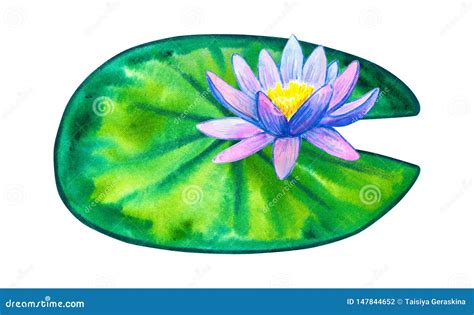 Blue Pink Water Lily On Green Leaf Hand Drawn Watercolor Illustration