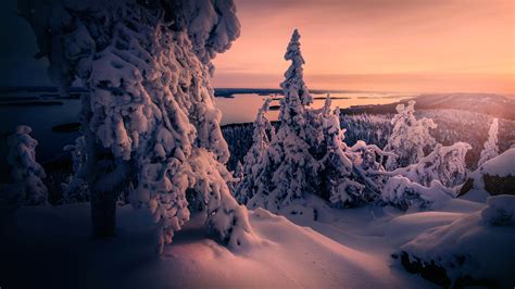 Winter Snow Covered Trees 4k Wallpapers Hd Wallpapers