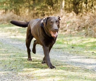 Walk n train dog, low prices, free shipping & 24/7 support, shop now! How Can I Train My Dog to Go Off Leash?
