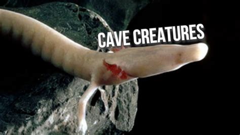 Troglofauna Animals Of The Caves Youtube