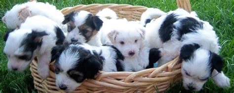 Coton De Tulear Dog Breed Information And Images K9rl