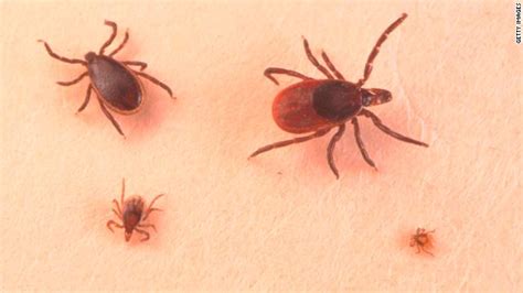 New Virus Found In Missouri Ticks Suspected The Chart Blogs