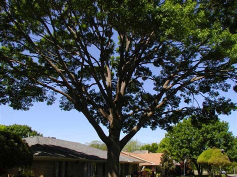 No matter the reason for tree removal, our team will come to your boerne property and evaluate then remove the tree for you. Tree Service Pictures | San Antonio, Tx | San Antonio Tree ...