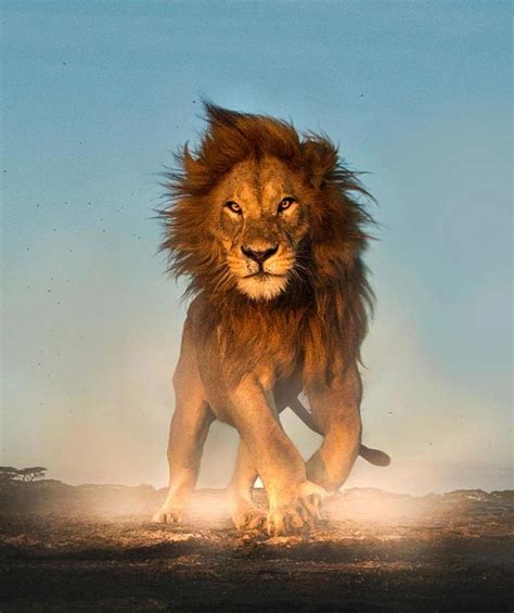 Lion Fierce Lion Fire King Lions Hd Phone Wallpaper Peakpx