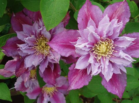 Clematis piilu is also noted for being one of the heaviest blooming clematis. Clematis Piilu | Maria Slominski | Flickr
