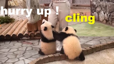 Panda Teamwork 🐼 Aww Cute Panda Funniest Animals Compilationpart 1