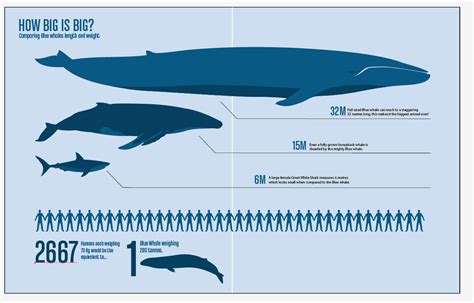 Blue Whale Life Span Pictures On Animal Picture Society