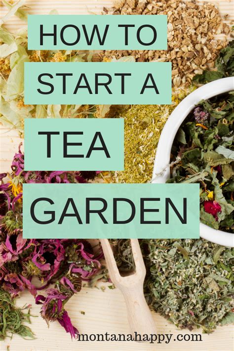 How To Start A Tea Garden Have You Always Wanted To Grow Your Own Tea