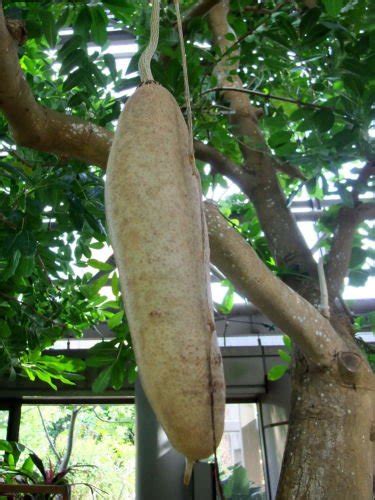 Kigelia Pinnata Sausage Tree Seeds