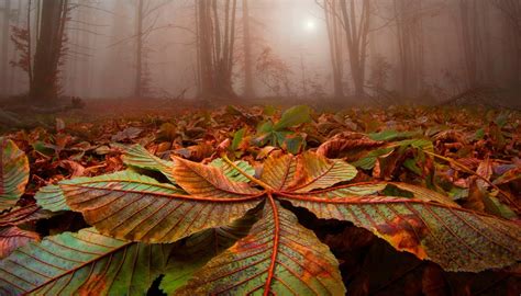 Nature Landscape Forest Leave Strees Mist Sunlight Fall