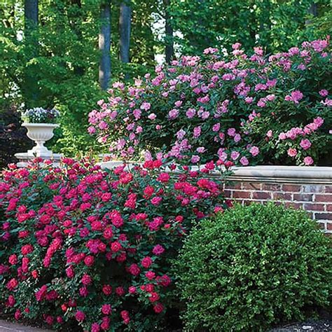 Rosa Double Knock Out® Shrub Rose 59 Off