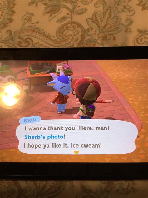 i just got my first villagers photo sherb happens to be my favorite villager lol ac newhorizons