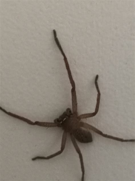 They can move very quickly in comparison to other arthropods (a top speed. I often find these 6 legged things around my house. I'm ...