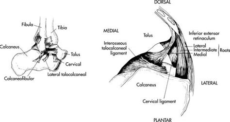Disorders of the Subtalar Joint, Including Subtalar Sprains and Tarsal