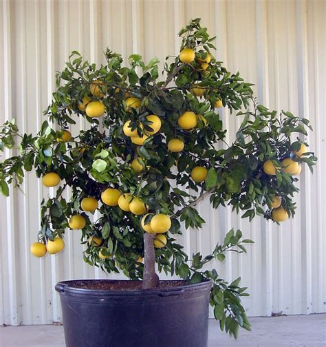 Indoor Citrus Fairfax Gardening