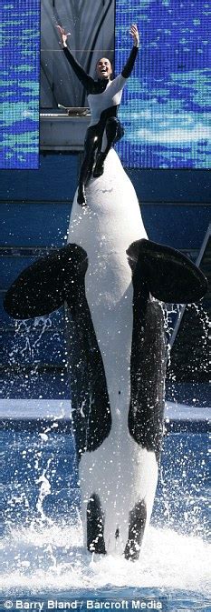 Dawn brancheau (dawn therese loverde) was born on 16 april, 1969 in cedar lake, in, is an discover dawn brancheau's biography, age, height, physical stats, dating/affairs, family and. SeaWorld whale that killed Dawn Brancheau 'must be stoned ...