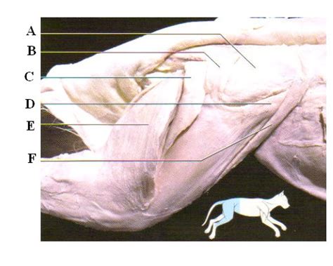 The sartorius muscle is the longest in the body and its function, as a synergist for hip abduction and external rotation, make it valuable for workouts. Pelvic Appendicular Muscles Of A Cat - ProProfs Quiz