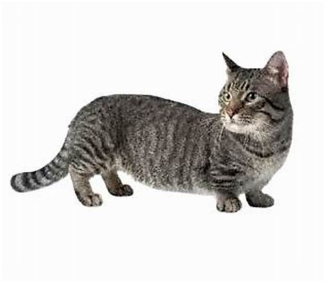 Rug Hugger Munchkin Cat Breed Information And Characteristics