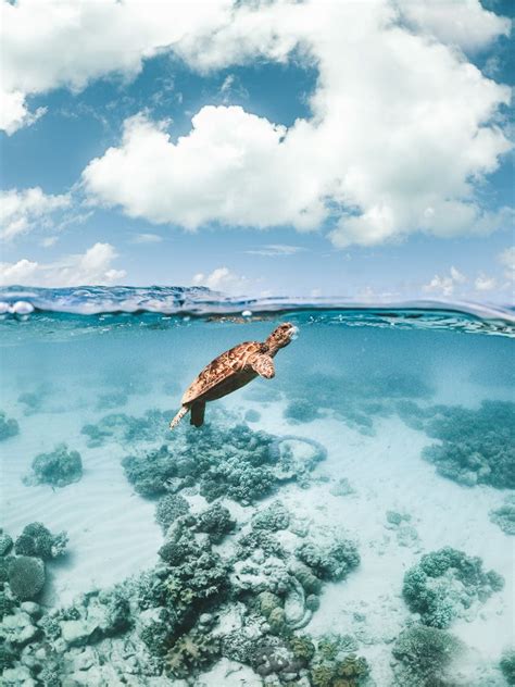 The #1 best value of 189 places to stay in cairns. 17 BEST THINGS TO DO IN CAIRNS, AUSTRALIA: THE BUCKET LIST ...