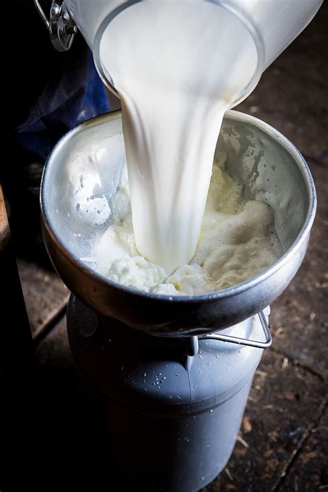 Fresh Milk Being Poured Into A Milk Buy Image 12466908 Seasonsagency