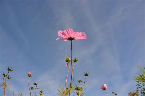 Free Download Pink Flower Long Stem Blue Sky Corner Rustic Nature