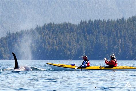 Sea Kayaking And Orcas Watching British Columbia