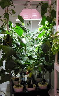 You can successfully grow plants under artificial light indoors, but it's important to get your setup right. Basics of Artificial Light for Hydroponics | Hydroponics ...