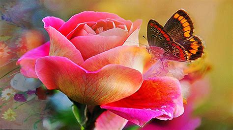 Butterfly Is Standing On Pink Rose In Blur Background 4k Hd Rose