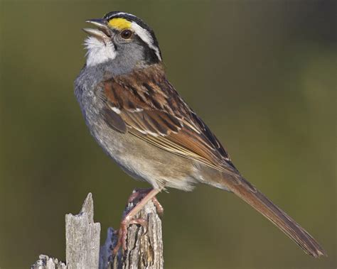 White Throated Sparrow Audubon Field Guide