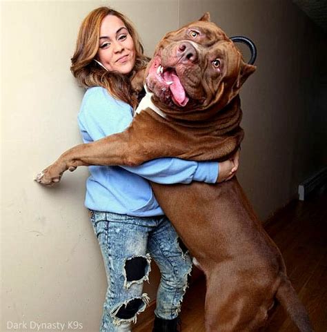 Bully blog » pitbulls » worlds biggest pit bull. 175-Pound Pit Bull May Be World's Biggest - LIFE WITH DOGS