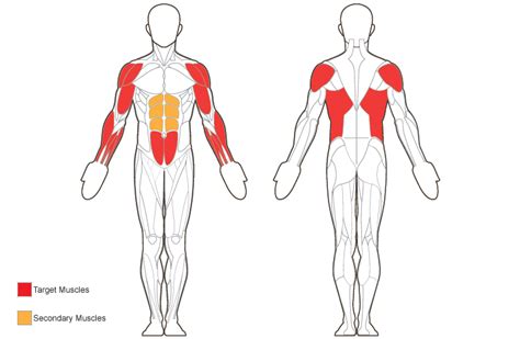 Belson Closerlook Front And Back Target Muscles