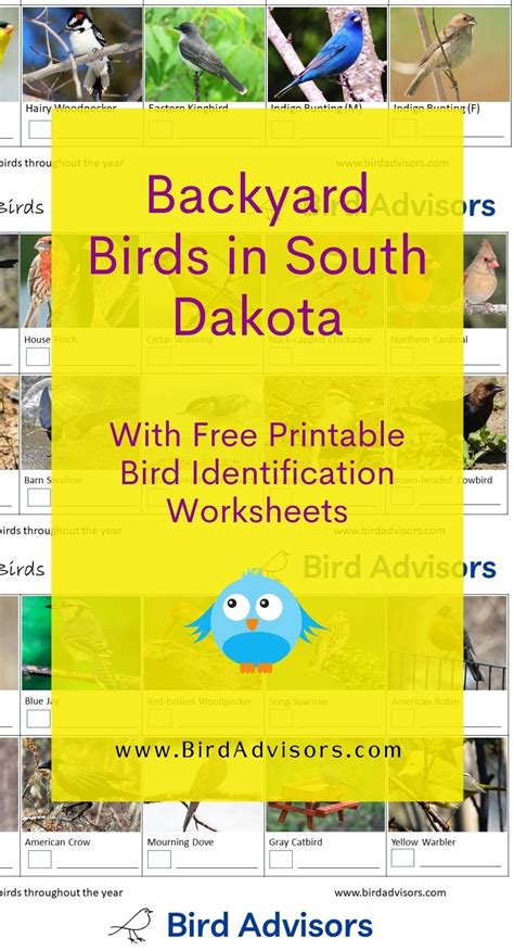 Backyard Birds In South Dakota With Free Bird Identification And Tally