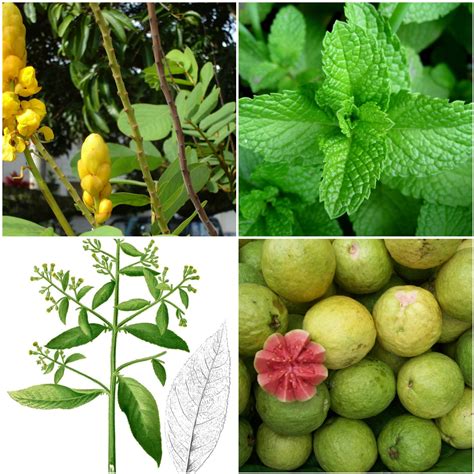 10 DOH-Approved Herbal Medicine - Balitang Viral