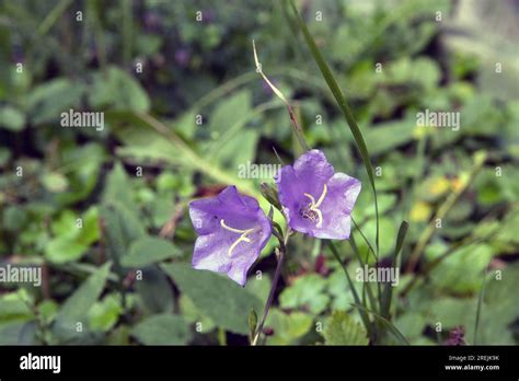 Hare Bell Or Blue Bell Campanula Rotundifolia Wildflower Stock Photo