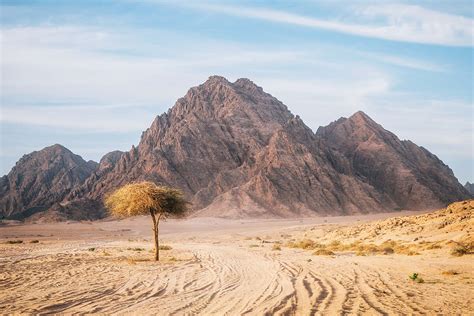 Egypt Takes First Steps In Ambitious Plan To Regreen The Sinai Desert