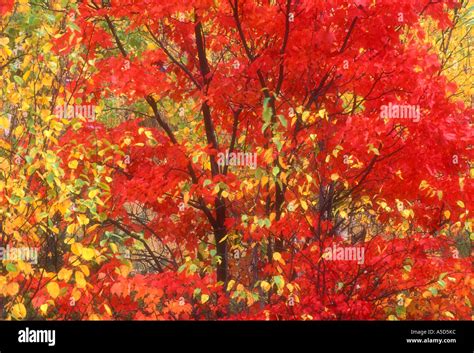 Red Maple Acer Rubrum Peak Autumn Colour In Maple Tree With Silver
