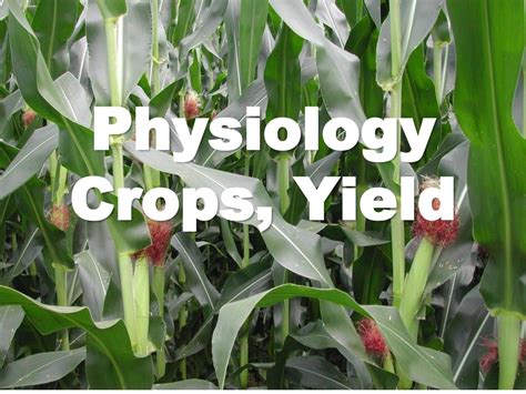 Ppt Physiology Crops Yield Powerpoint Presentation Free Download