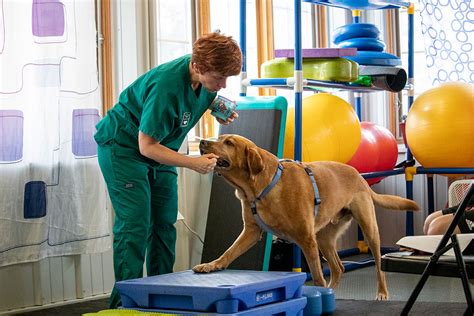Most therapy animals are used for similar reasons. Animal Physical Therapy | Pieper Veterinary in CT