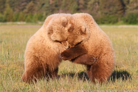 Juvenile Grizzly Bears Photos By Ron Niebrugge