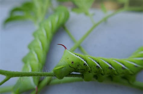 Tomato Hornworm Caterpillar Identification