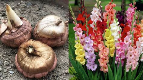 How To Grow Gladiolus Bulbs Gladiolus Flower Plant Care And Tips