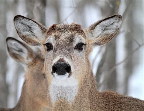 Funny Animals Funny Pictures Deer Face Funny View