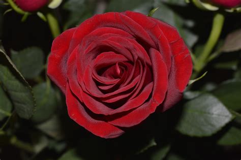 Free Images Flower Petal Love Red Color Fresh Romance Romantic