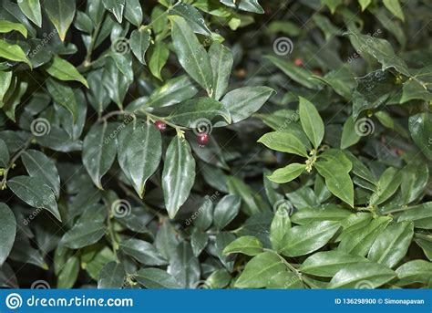 Sarcococca Ruscifolia Plant With Red Berries Stock Photo Image Of