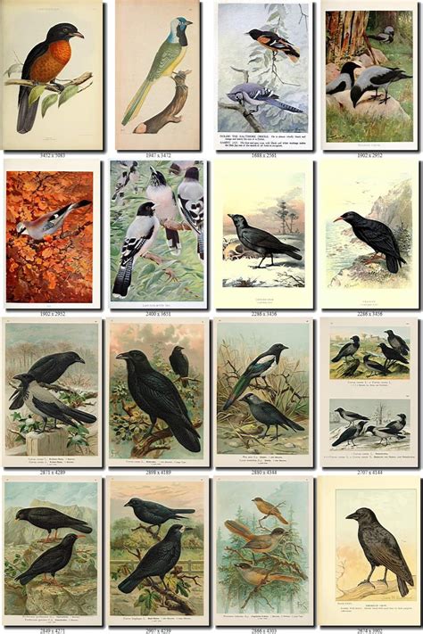 Corvidae 2 Birds Collection Of 152 Pictures Vintage Images Etsy