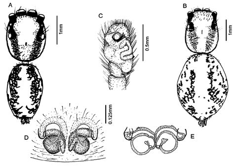Morphology Of Prostheclina Basilonesa A Male Dorsal View B