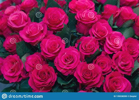 Large Bouquet Of Beautiful Purple Roses Stock Photo Image Of Greeting