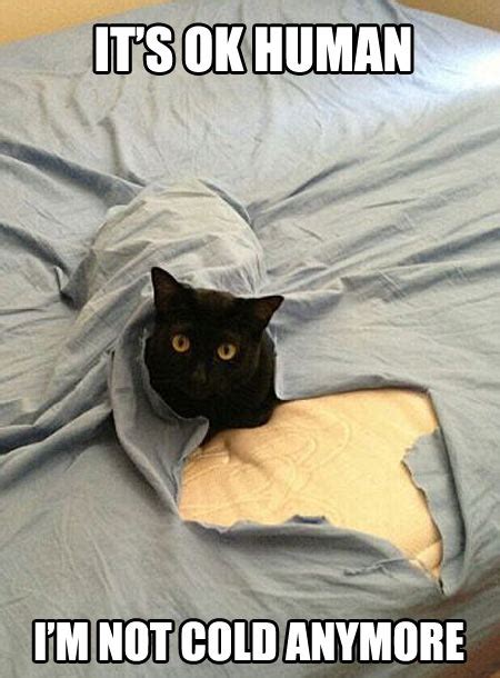 Cat Hoging Blankets Meme Designcalk